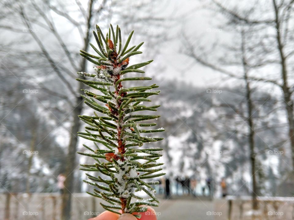 Fairy tale winter in Germany. Color: White.
