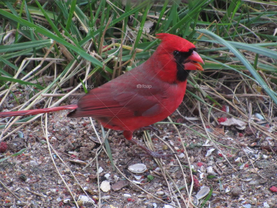 Cardinal