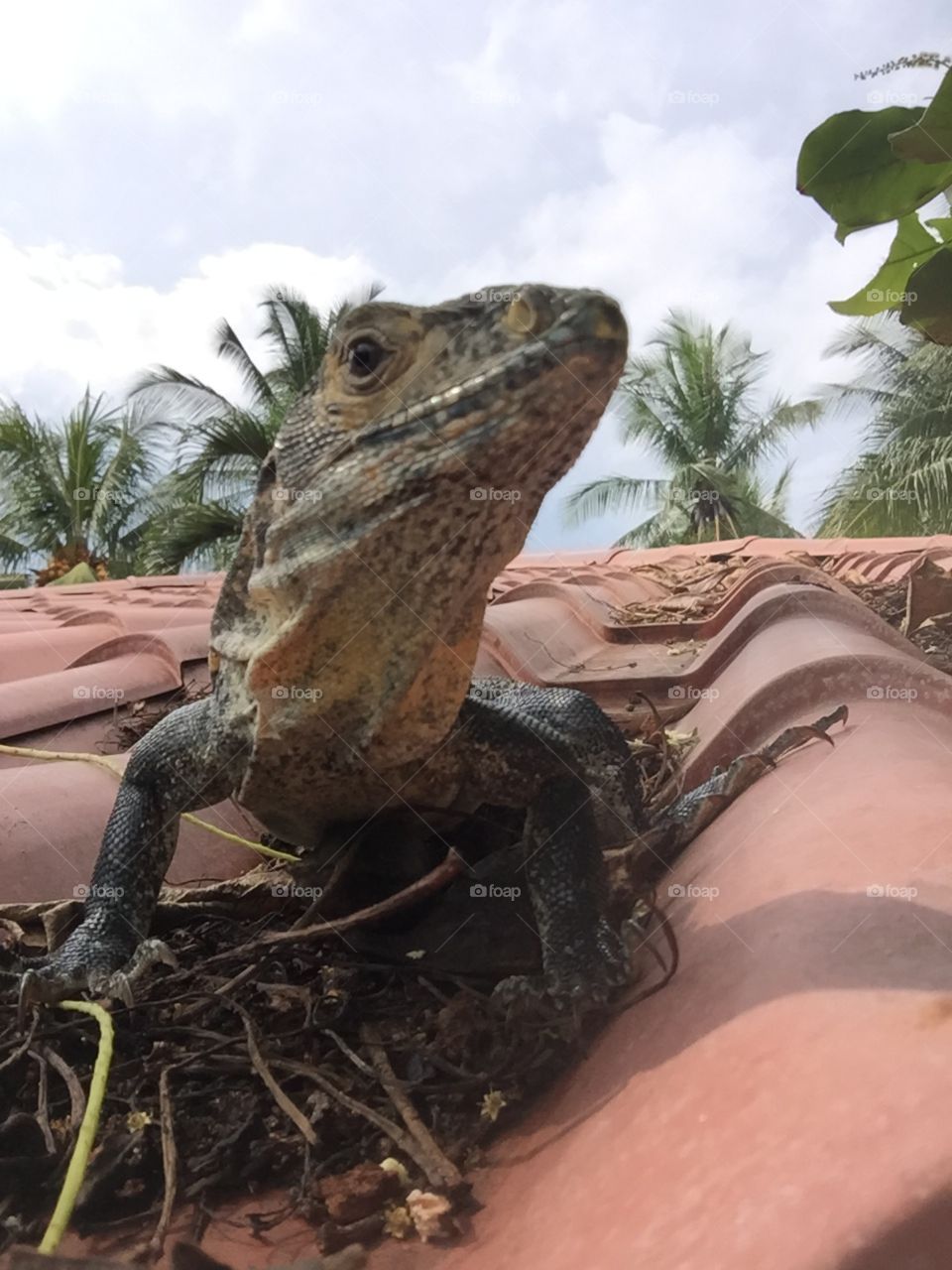 Close up of a curious Iguana