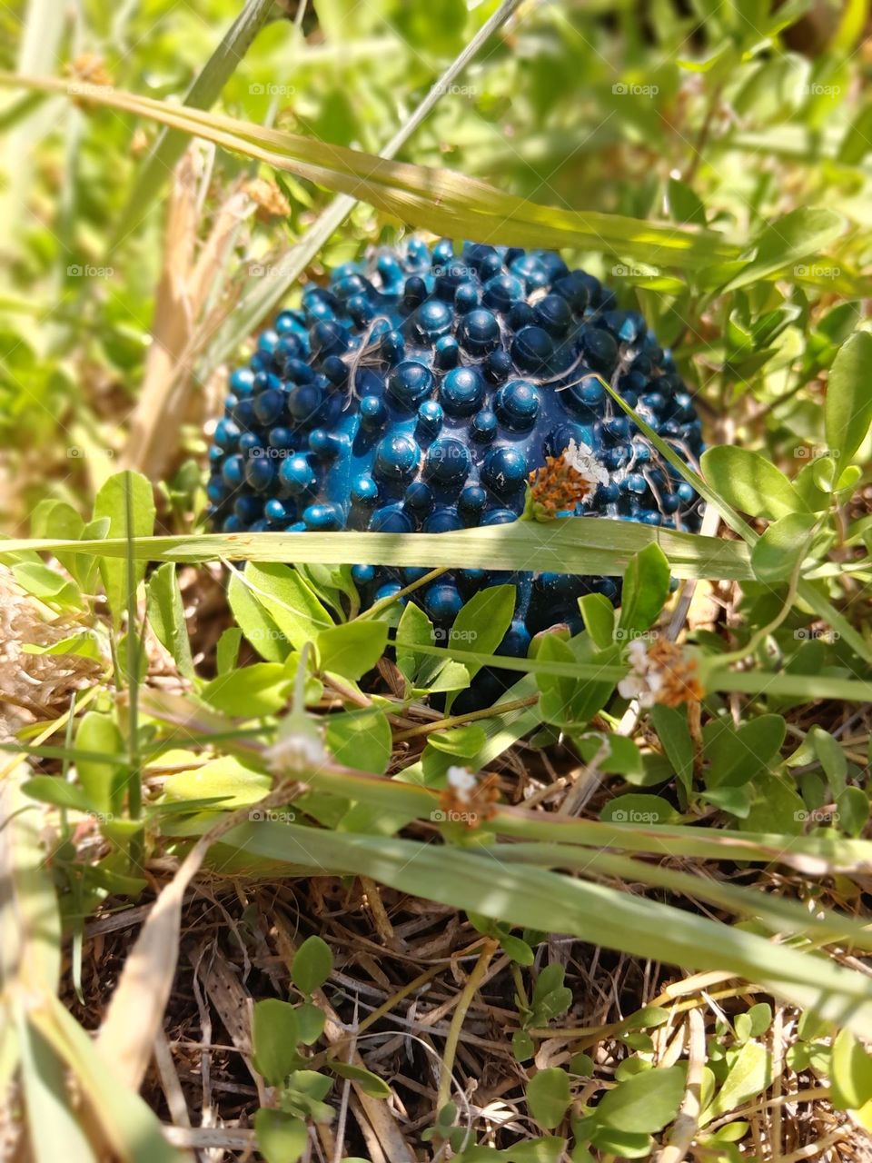 an old abandoned dog toy, covered in grass, left out in a garden, all alone and bright blue.