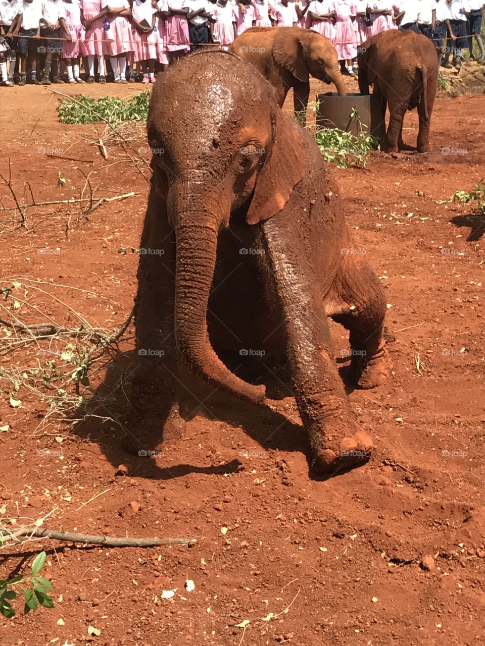 Baby elephant laid back 