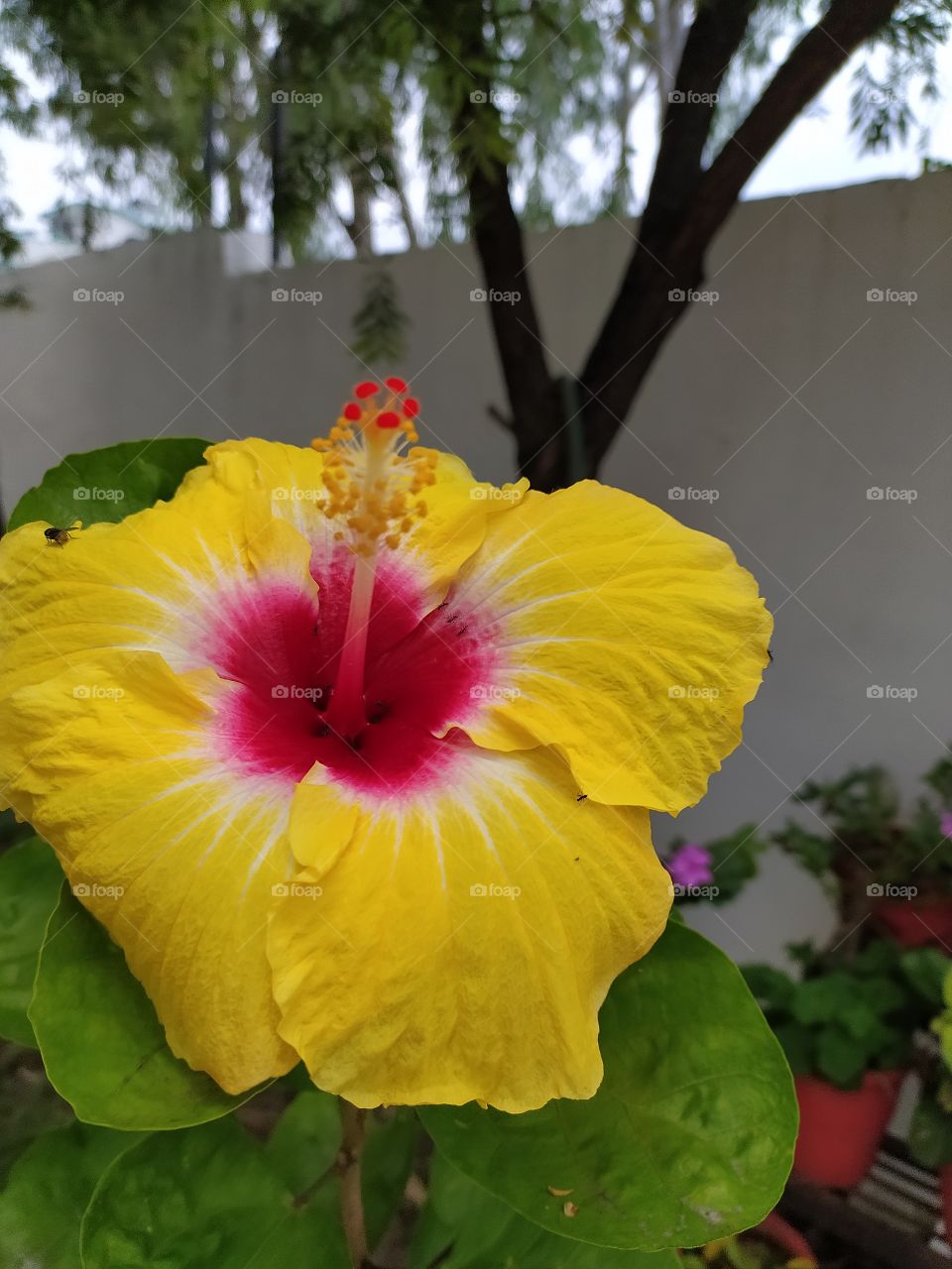 Yellow hibiscus magic