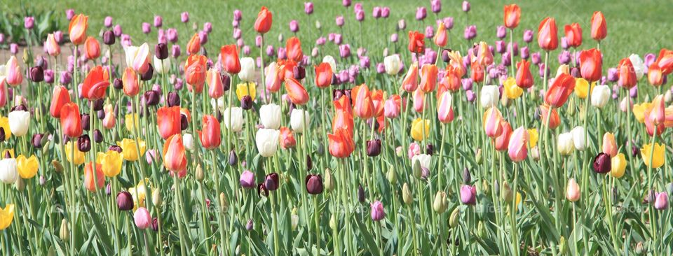 colors of the festival