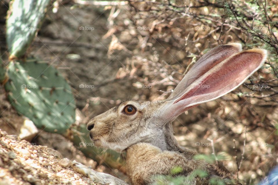 Arizona Jack rabbit