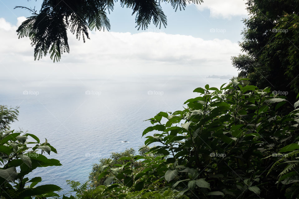 Through the vegetation in Madeira 