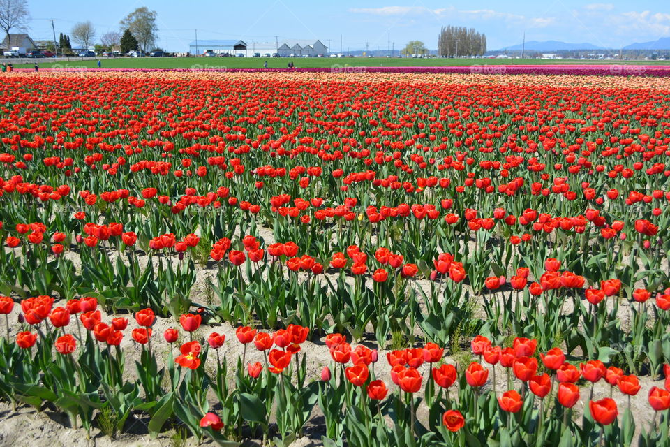 Tulips field