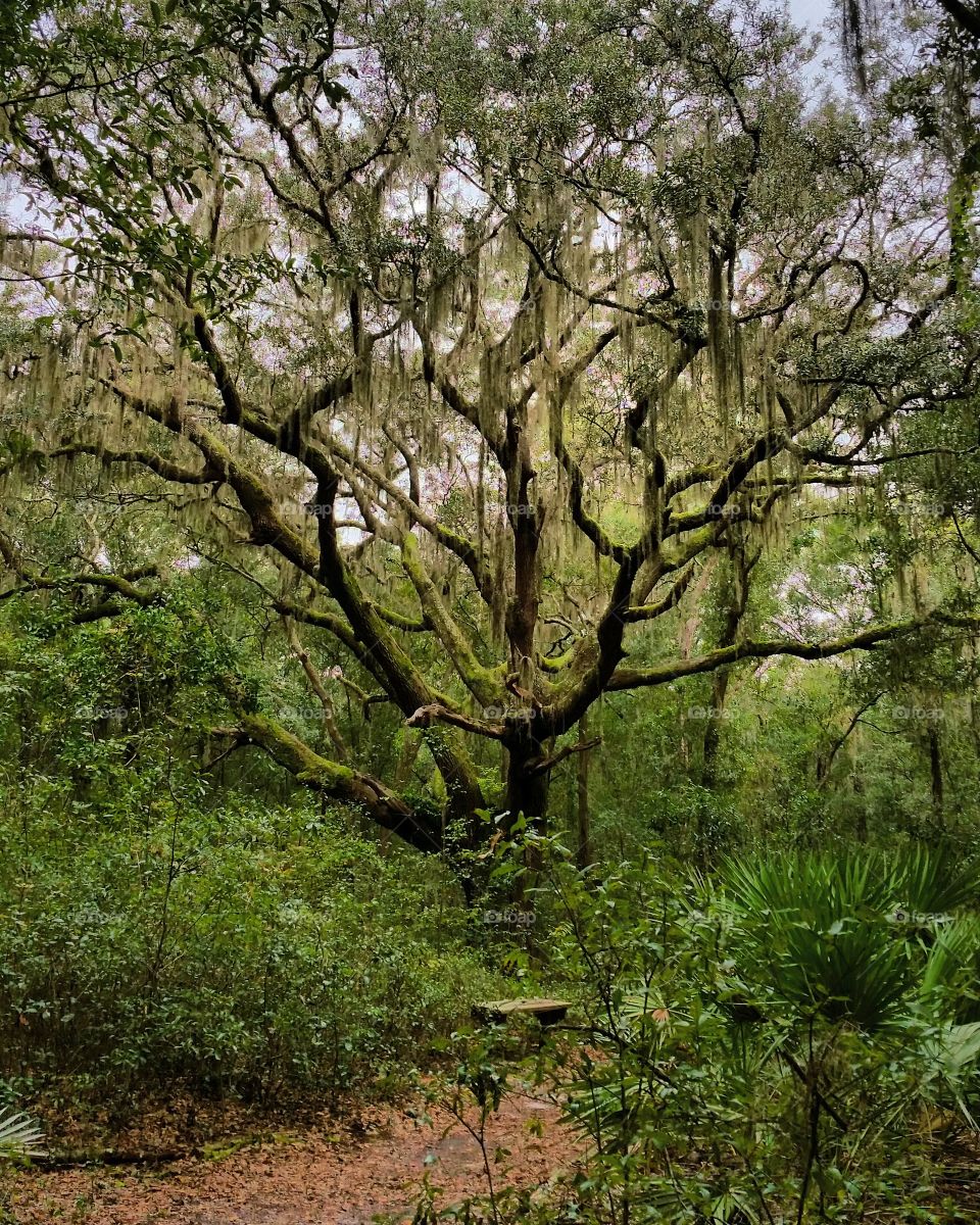 Spanish moss on oak trees in forest