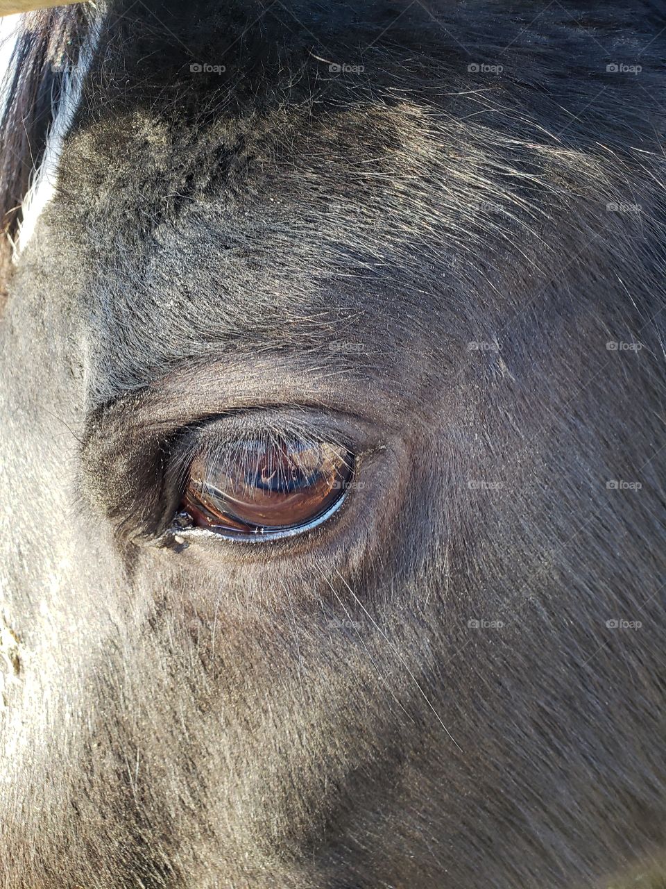 black horse eye closeup
