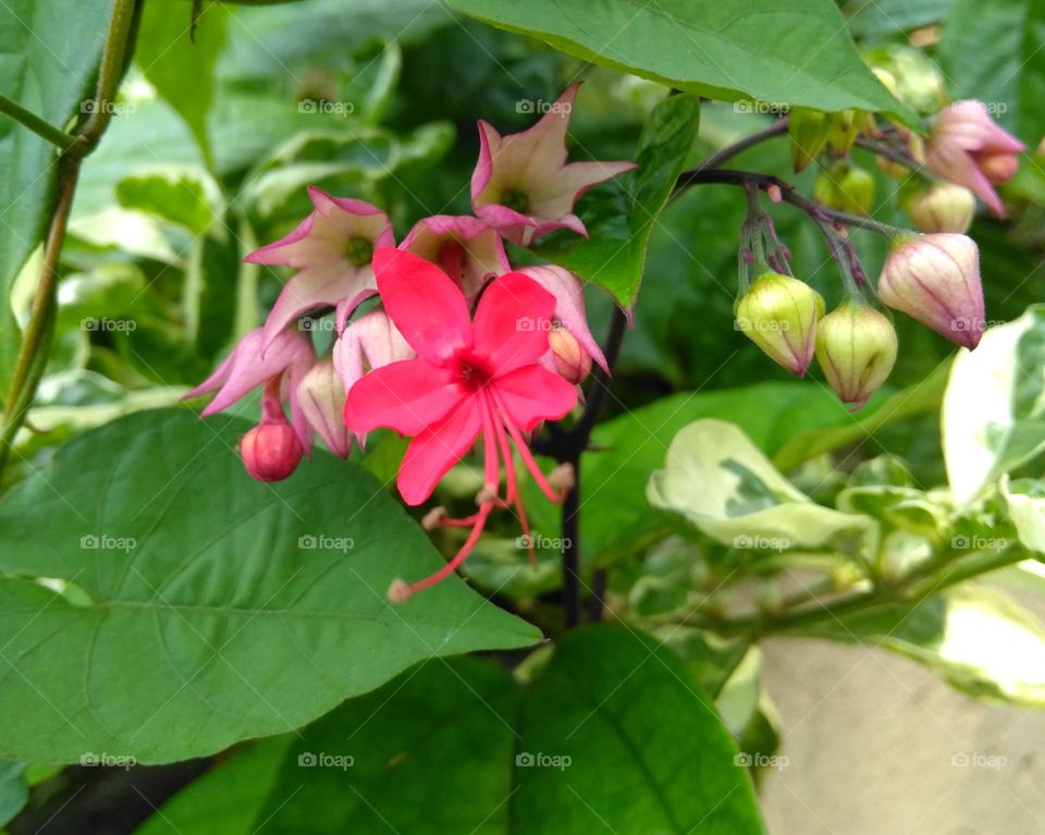 Red flower on the park