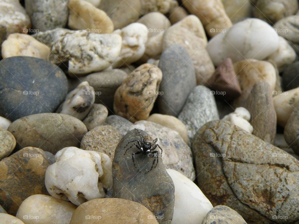 Spider on pebbles