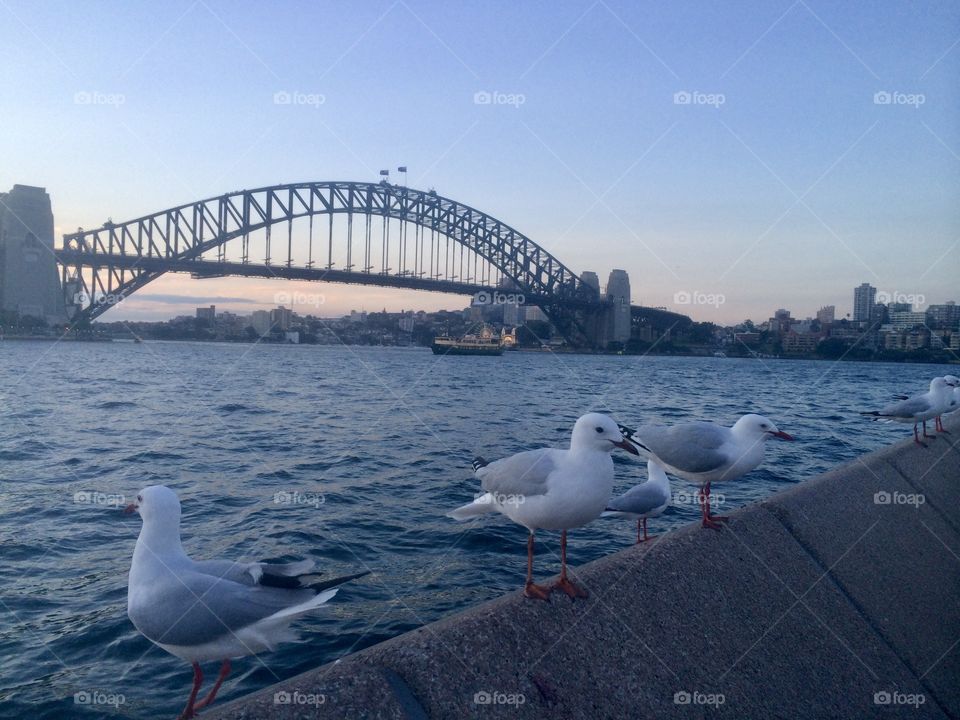 Seagulls at dusk 