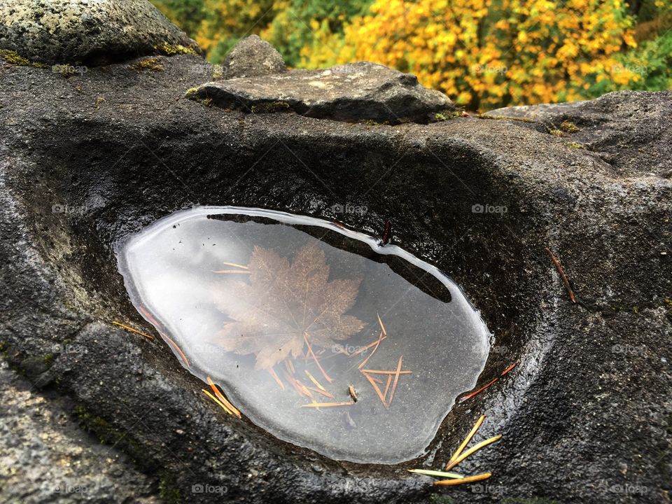 Autumn leaf in the small puddle