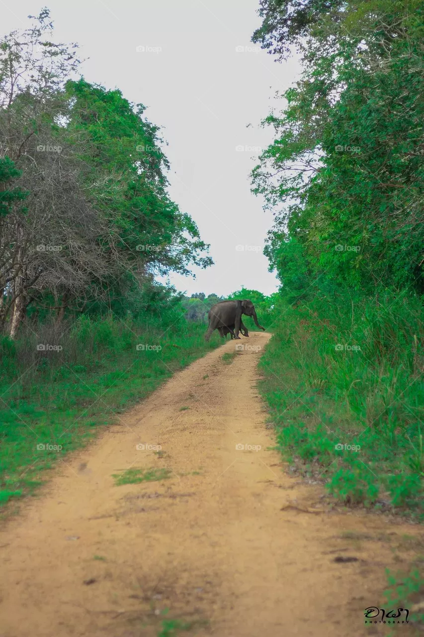 elephant mother