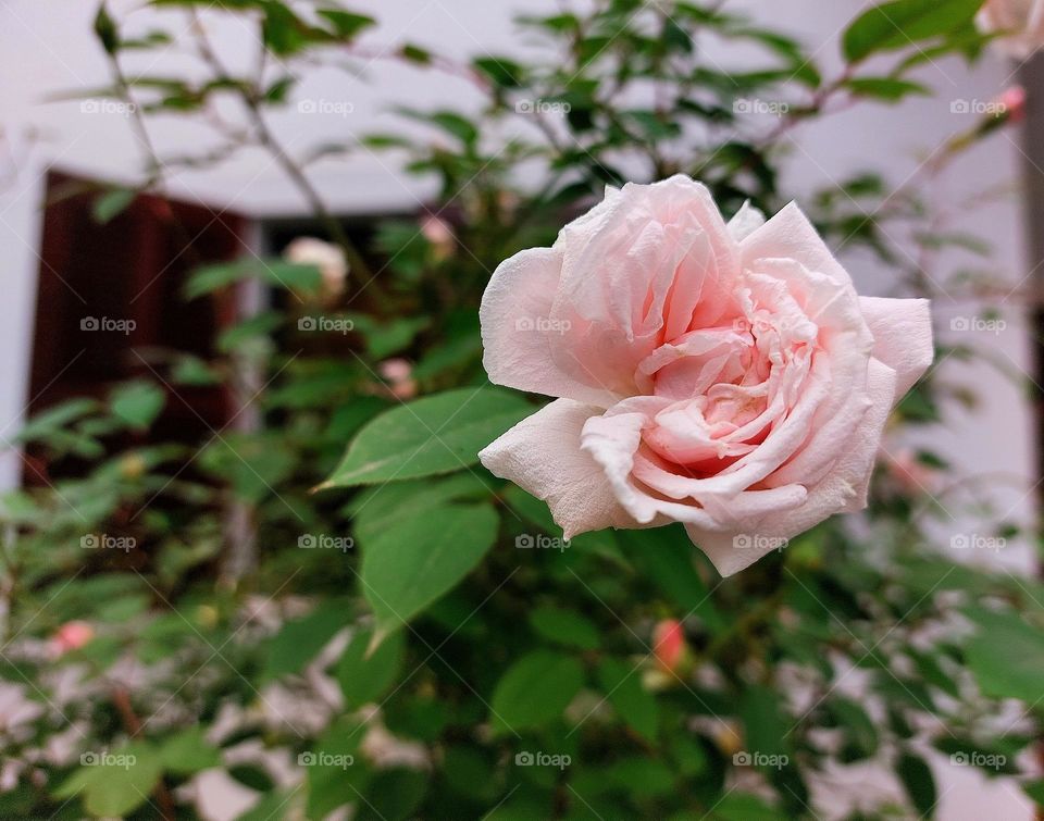 Pink rose in the spring