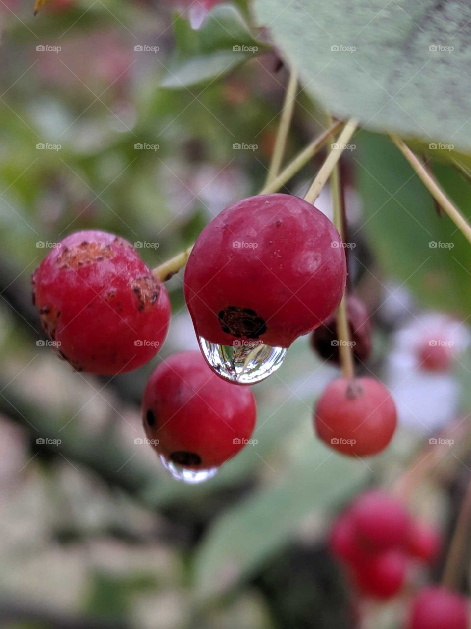 wild cherries