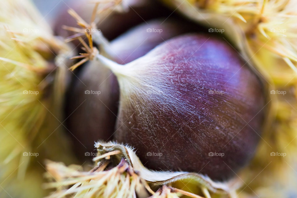 Fresh Chestnuts In Green Curl
