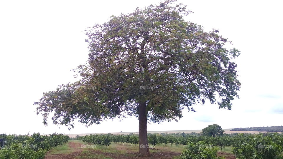 Big Tree in the Cropfield