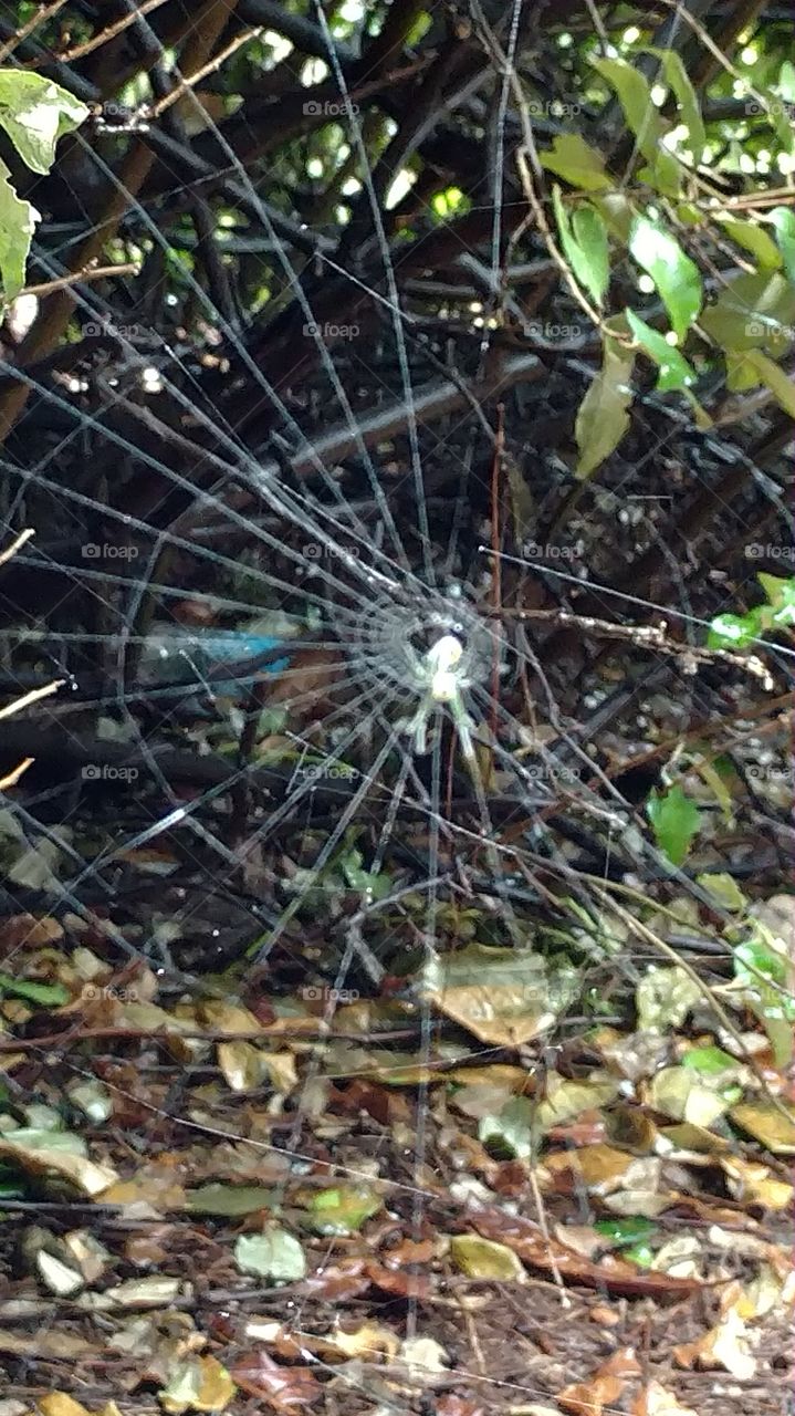 spider web