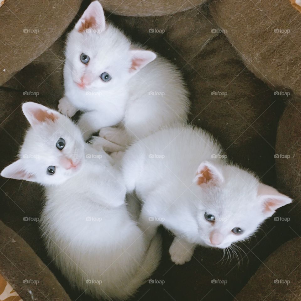 Cute, Eye, Cat, Animal, Portrait