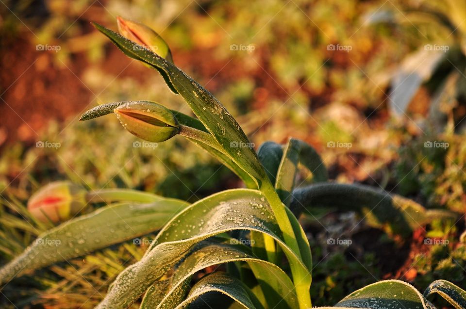 Leaf, Nature, Fall, No Person, Flora