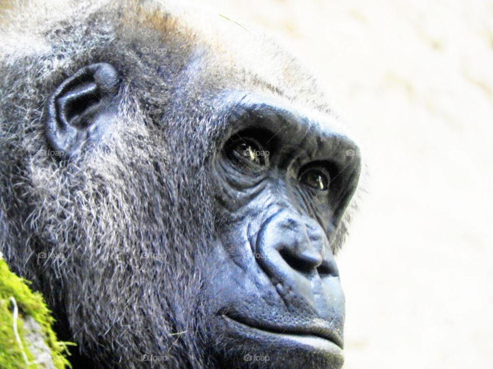 gorillas face
