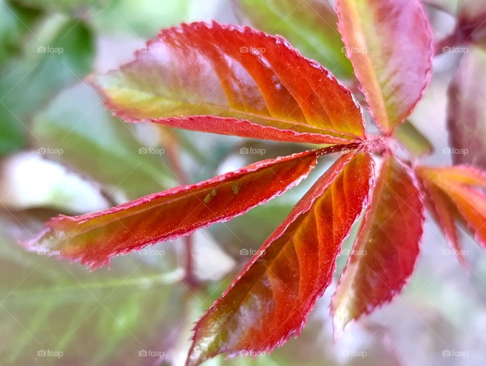 Red rose leaves on green plant bushes create a contrast in nature.