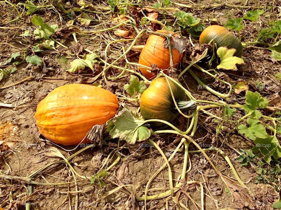 Pumpkin Patch 