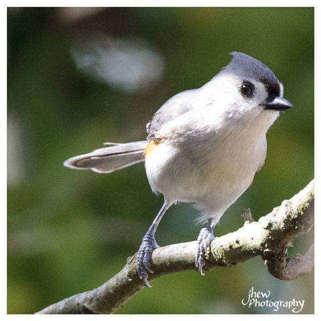 Tufted titmouse