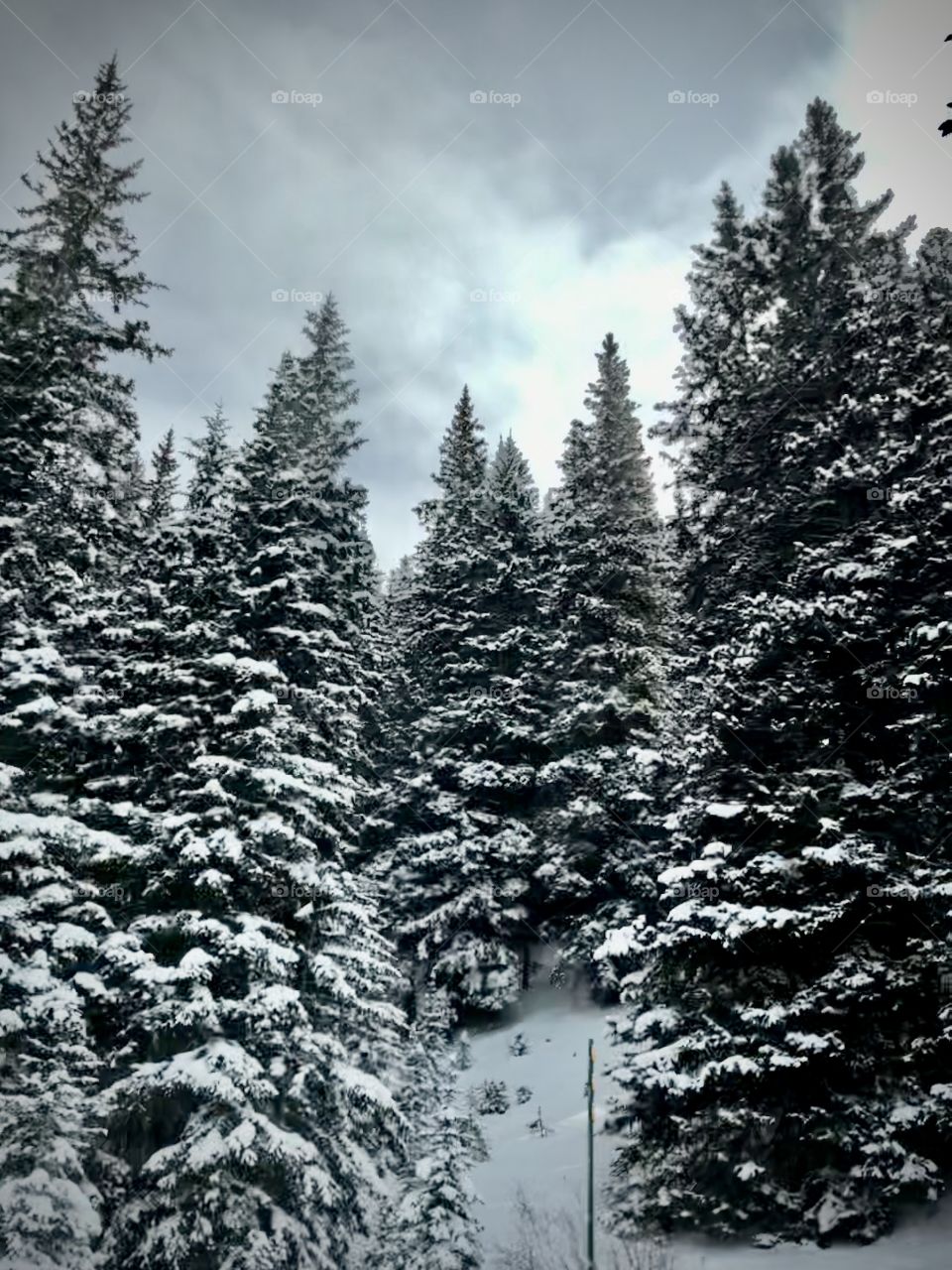 Snow covered pine trees in the mountains.