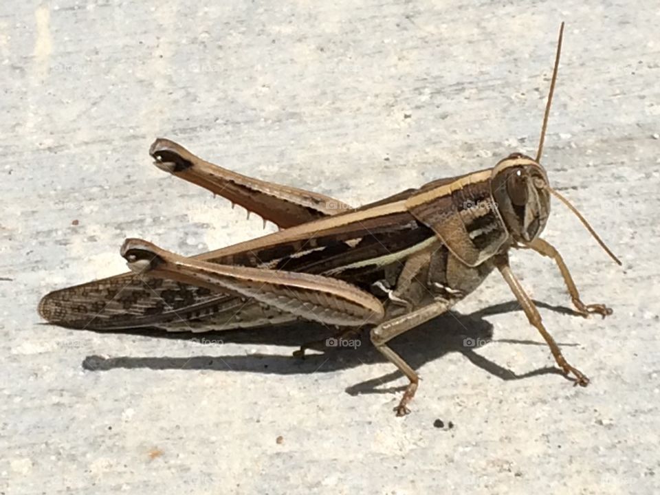 Grasshopper