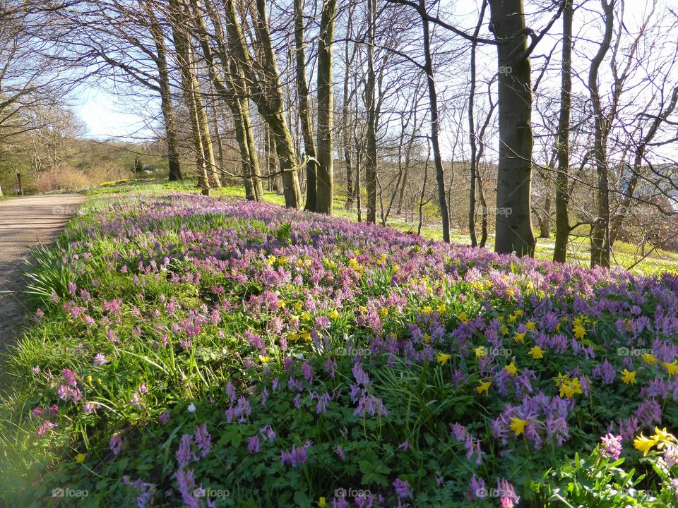 Pink Springflowers