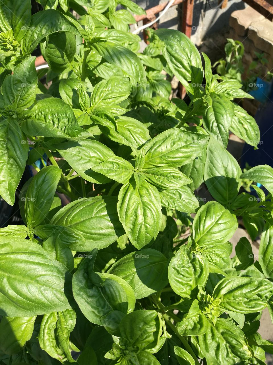 green and fresh basil