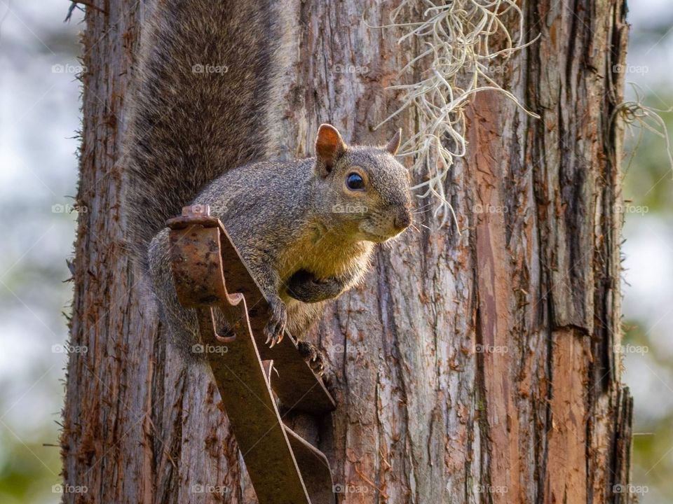 curious brown and tan squirrel hanging out and watching the camera from a plant hanger on a tree