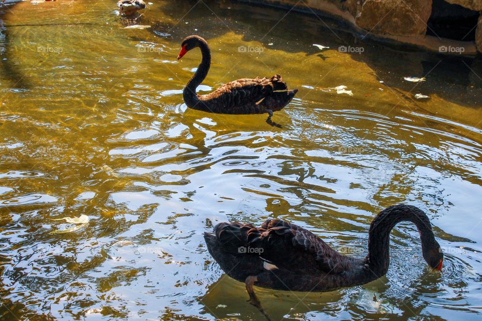 White and black swan