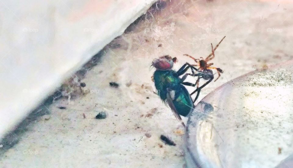 housefly & spider