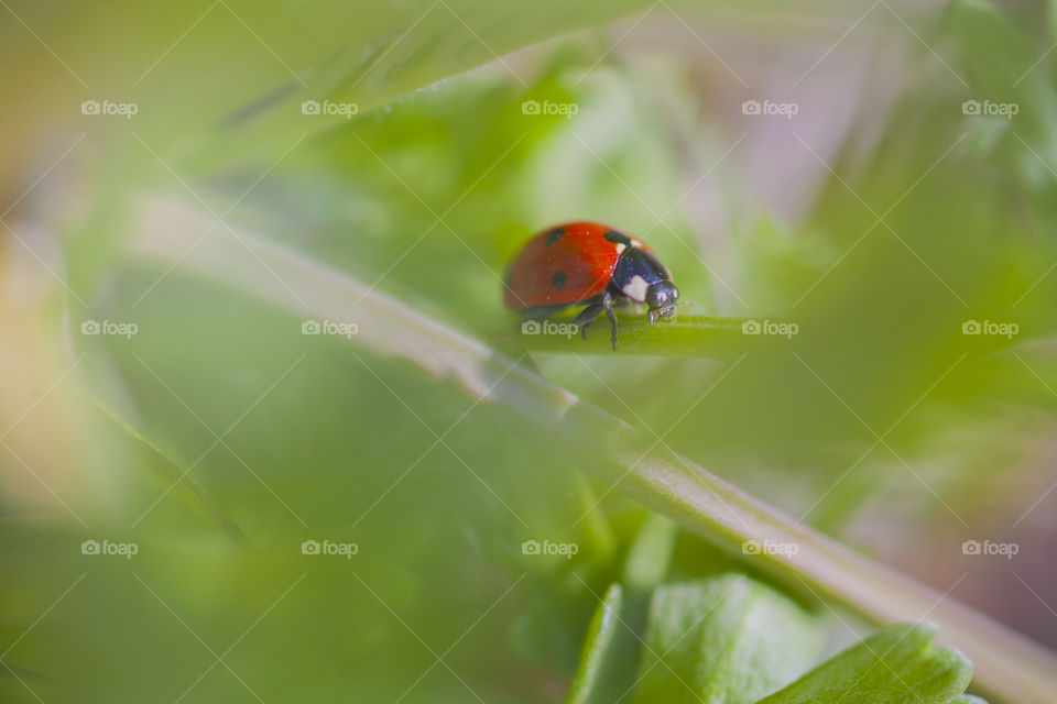 Ladybird on plant