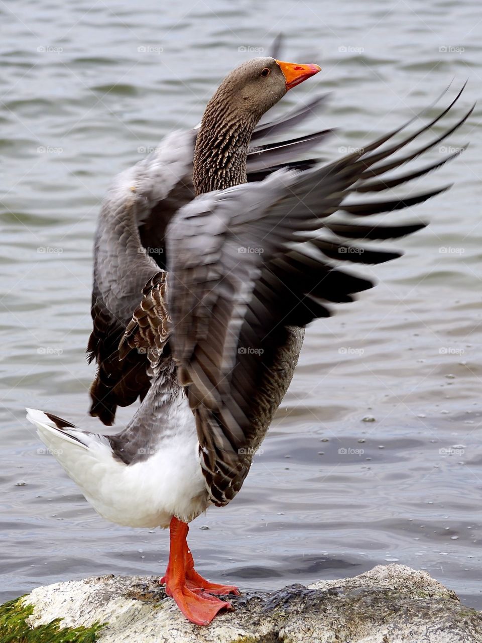 Avian bird goose