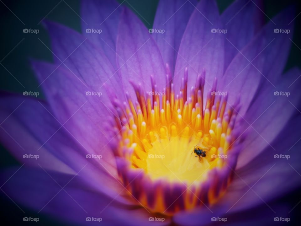 Select the focal point of the picture, the bee pollinates the purple lotus on a good day.
