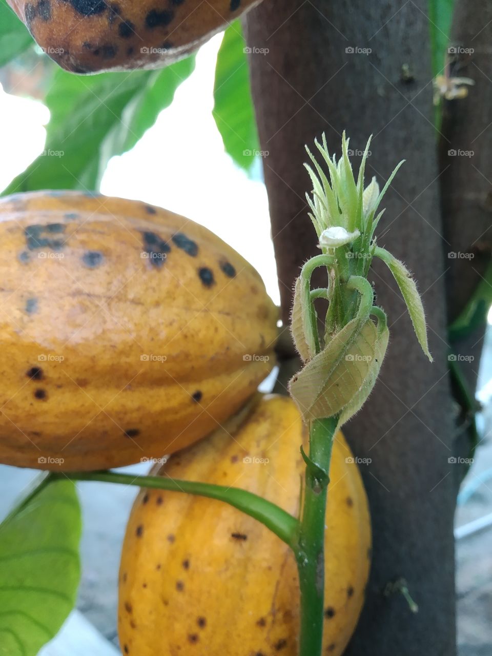 mature cocoa and green cocoa flower with brown trunks behind