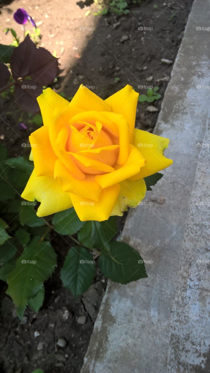 yellow rose