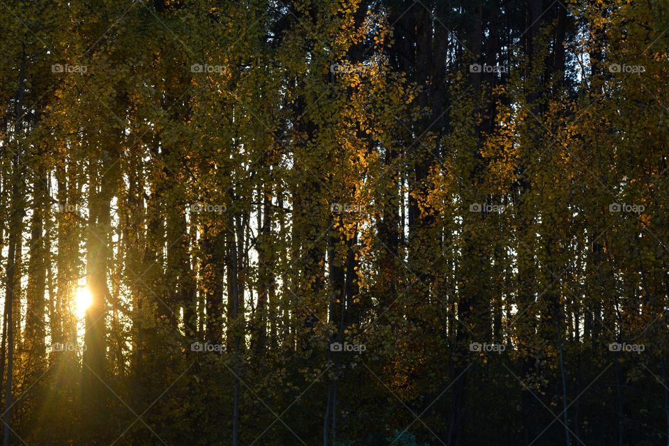 golden autumn leaves in the sunset light beautiful evening landscape