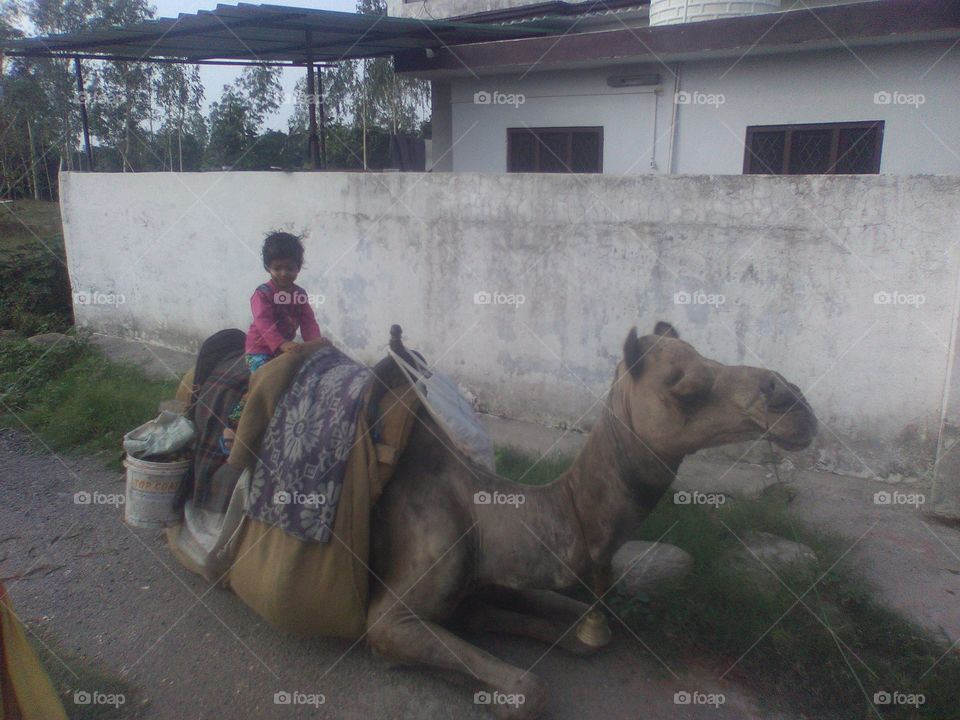 Child  riding on the Camel