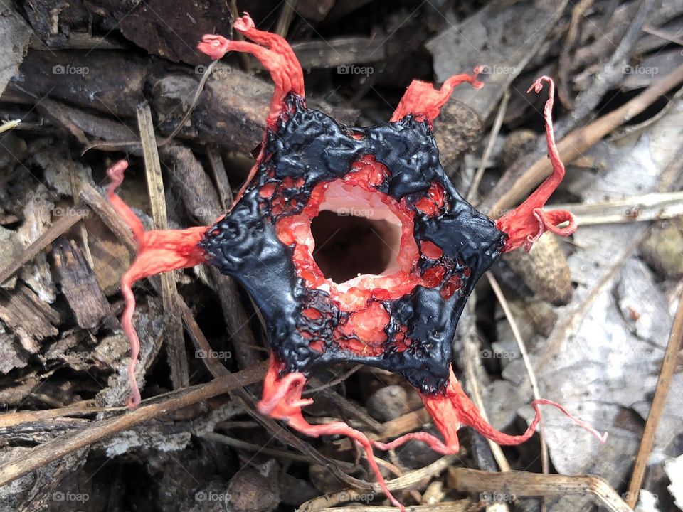 Cogumelo fedorento raro 🍄❣️