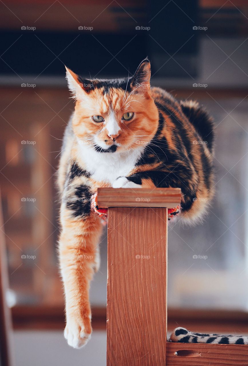 beautiful calico ginger and black and white cat with green and blue eyes laying on wooden post