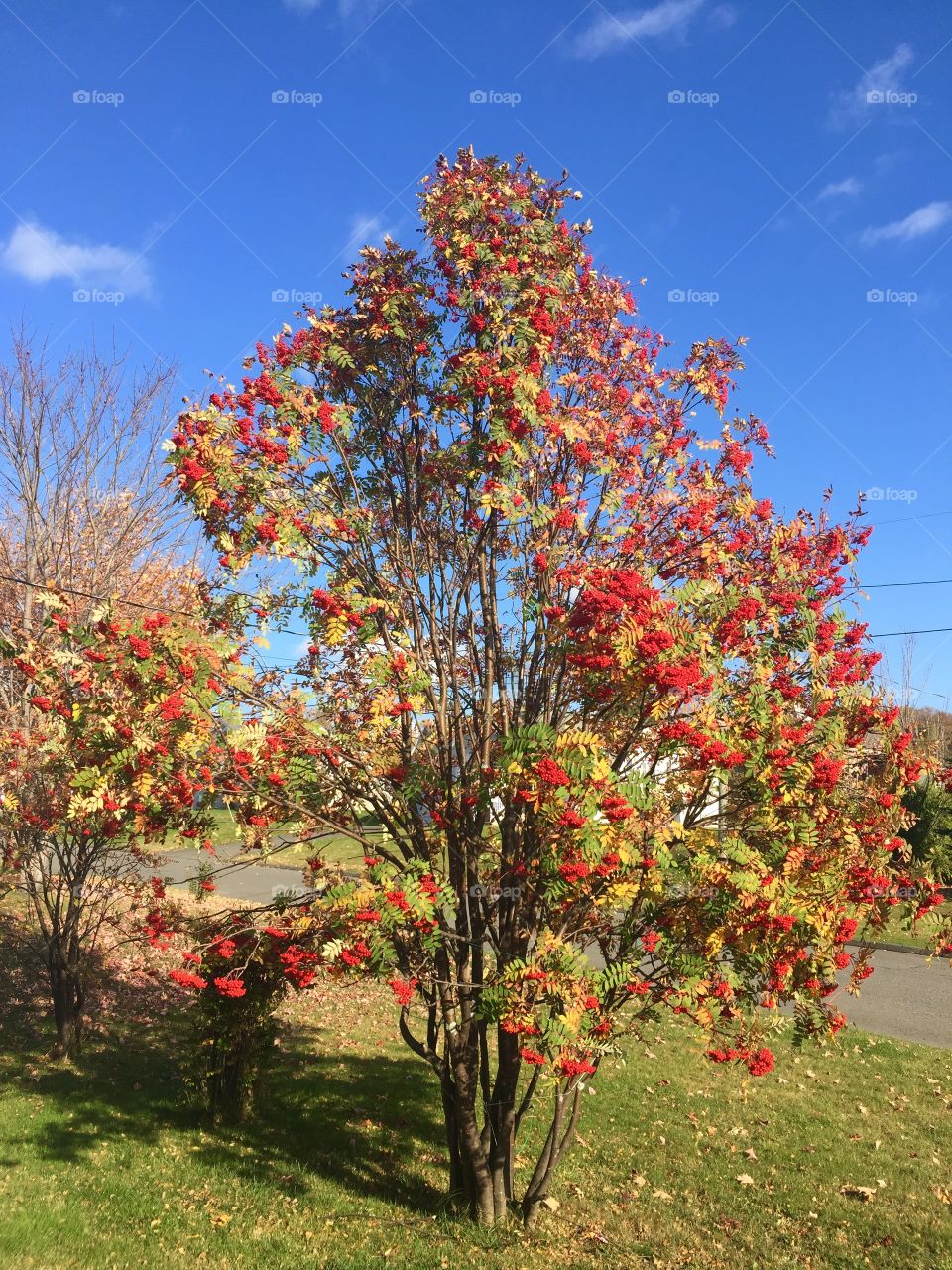 Rowanberry tree
