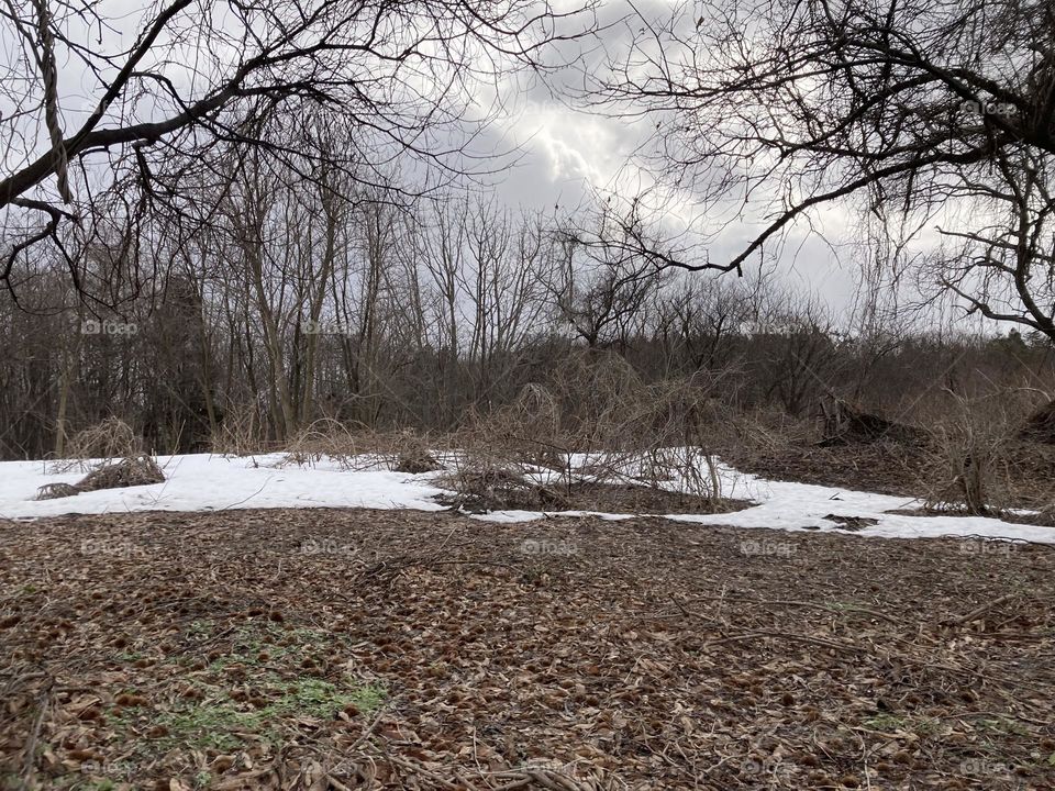 Winter field with trees