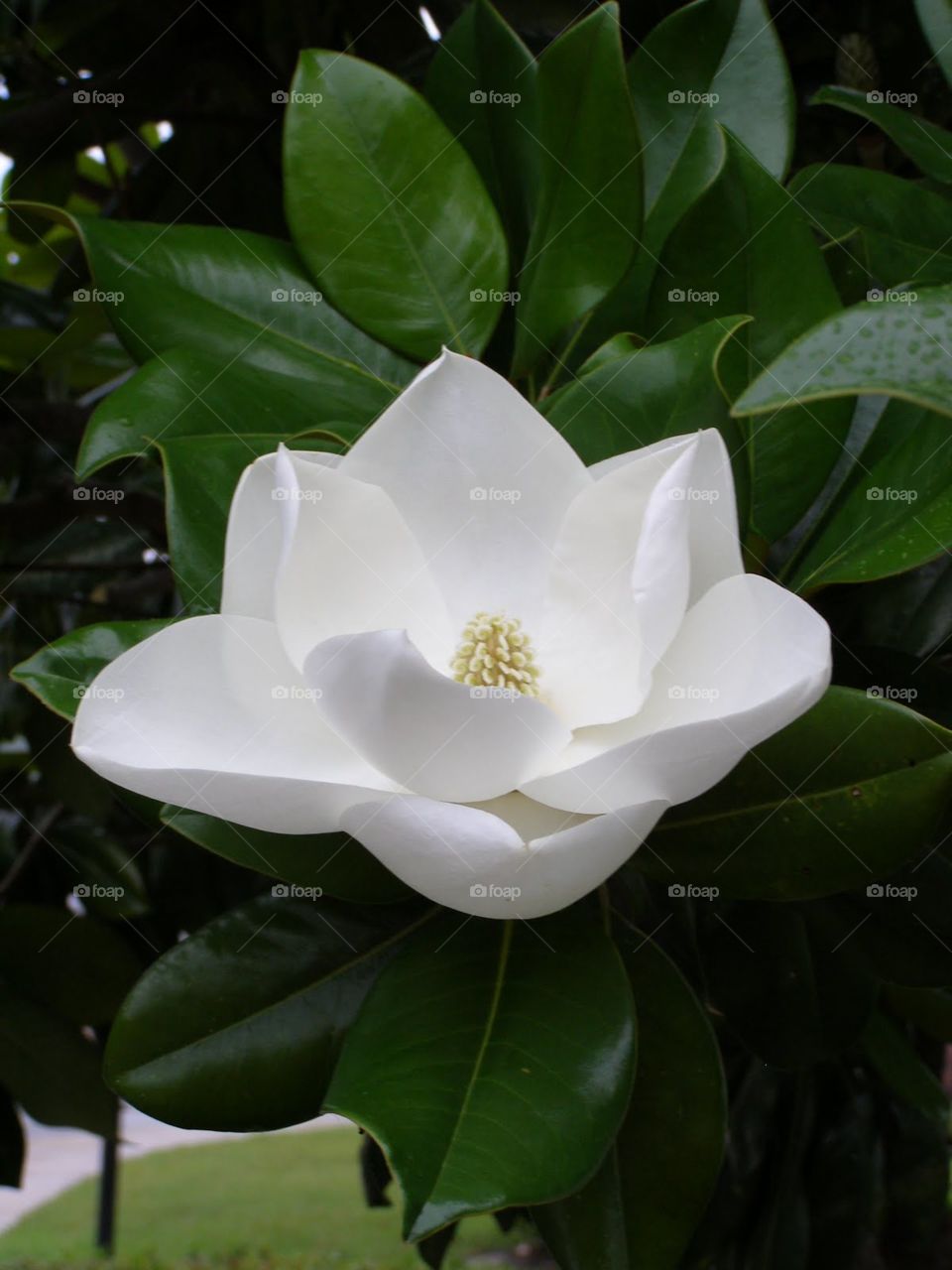 Magnolia Blossom #2