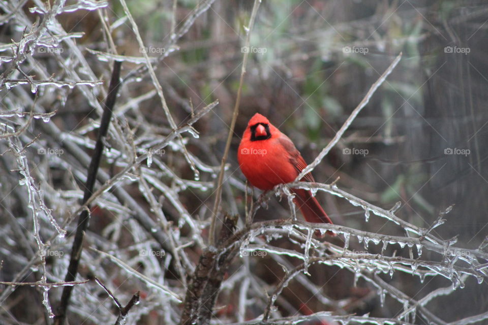Cardinal perched in a tree