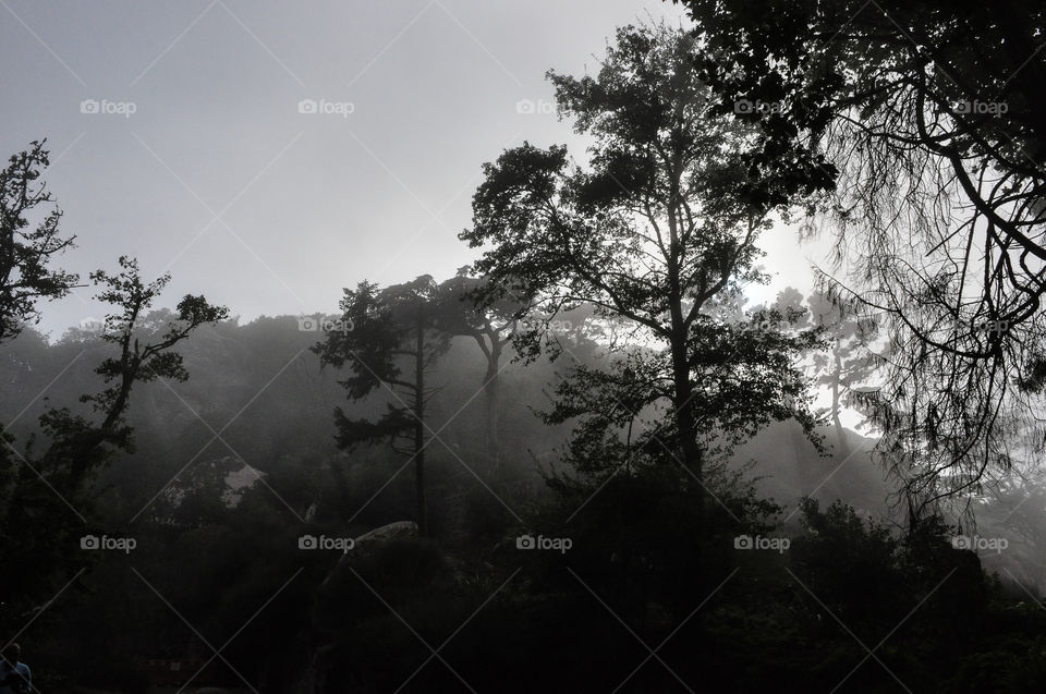 Magical foggy forest in Sintra