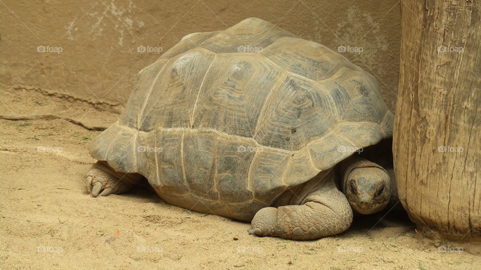giant tortoise